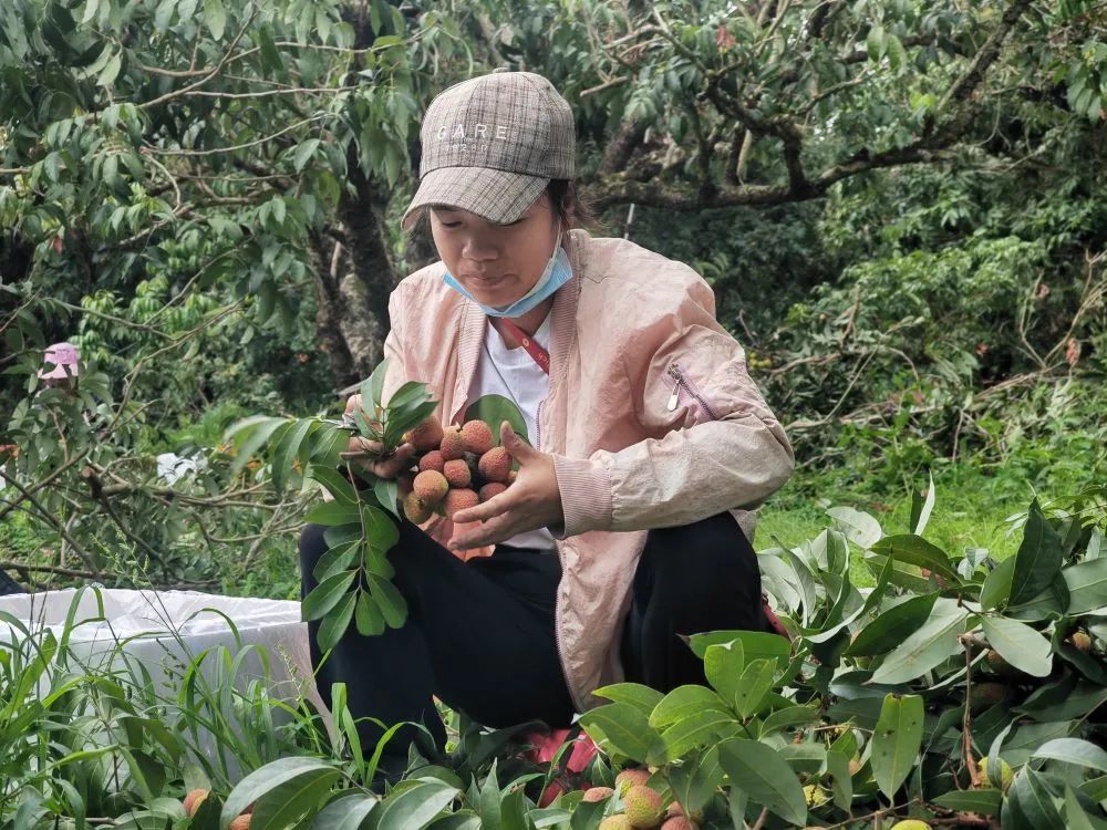 抢“鲜”上市 果园忙——广西灵山早荔上市见闻(图1) 抢“鲜”上市 果园忙——广西灵山早荔上市见闻(图1)