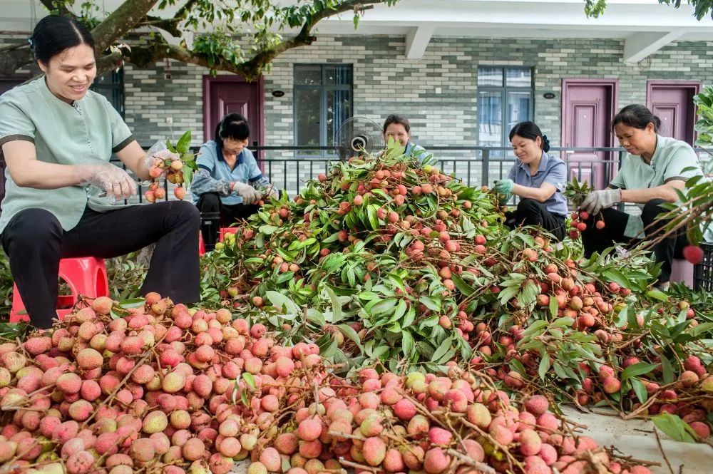 抢“鲜”上市 果园忙——广西灵山早荔上市见闻(图2) 抢“鲜”上市 果园忙——广西灵山早荔上市见闻(图2)